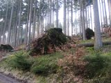 Nach Orkan Friederike - Zw. Dassel u. Erholungsheim  (17)